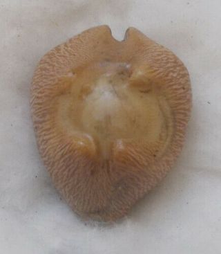 Shell Cypraea (barycypraea) Quadrinodosa 31.  03mm