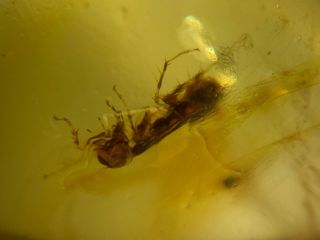 Strange Roach Larvae Burmite Myanmar Burmese Amber Insect Fossil Dinosaur Age