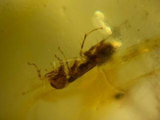 strange roach larvae Burmite Myanmar Burmese Amber insect fossil dinosaur age 2