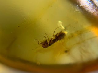 strange roach larvae Burmite Myanmar Burmese Amber insect fossil dinosaur age 3