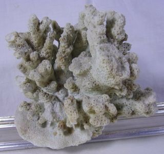 Vintage Dried Coral Fossil Shell Rock Ocean Sea Reef Fish Tank Aquarium Decor