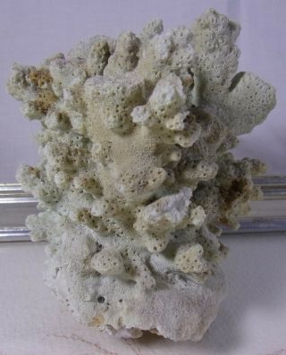 Vintage Dried CORAL Fossil Shell Rock Ocean Sea Reef Fish Tank Aquarium Decor 2