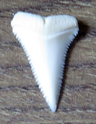 0.  818 " Upper Principle Nature Modern Great White Shark Tooth (teeth)