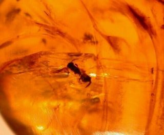Group Of 11 Insects In Burmite Amber Fossil Gemstone From Dinosaur Age