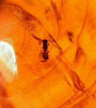 Group of 11 Insects in Burmite Amber Fossil Gemstone from Dinosaur Age 2