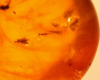 Group of 11 Insects in Burmite Amber Fossil Gemstone from Dinosaur Age 3