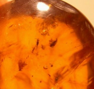 Group of 11 Insects in Burmite Amber Fossil Gemstone from Dinosaur Age 4