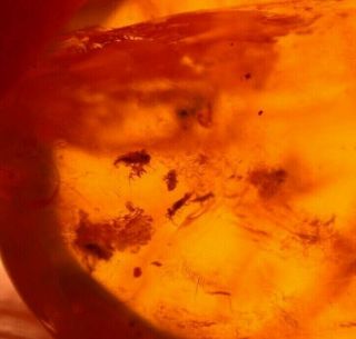 Group of 11 Insects in Burmite Amber Fossil Gemstone from Dinosaur Age 5