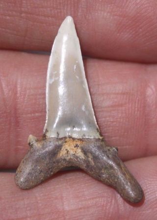 Extinct Shark Tooth Fossilized Antwerp Belgium Fossil Teeth Ancient Sea Predator