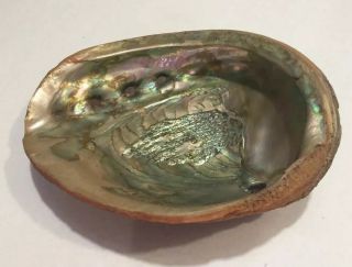 Large Abalone Seashell 8” Shell 1 Lb 4 Oz