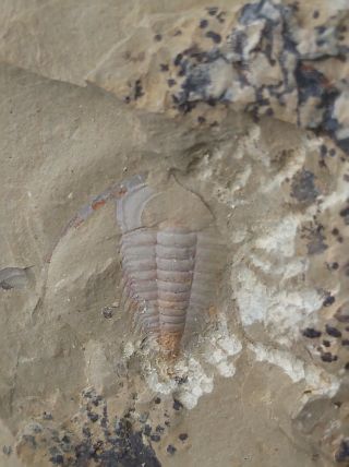 Fossils Trilobite Redlichia Mansuyi,  Very Rare G3