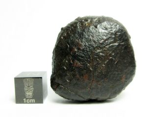 Nwa X Meteorite 31.  69g Cool Cosmic Cookie Chondrite