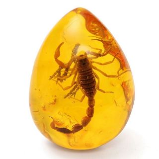 Insect Stone Scorpions Inclusion Amber Baltic Pendant Necklace Collectibl​e Rock
