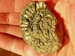 Gold Pyrite Fossil Ammonite Crucilobiceras Nugget Jurassic Dinosaur Age Curio
