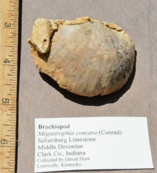 Megastrophia Concava (conrad),  Sellersburg Limestone,  Middle Devonian,  Clark,  In
