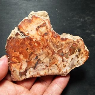 123.  9g Natural Petrified Wood Fossil Crystal Polished Slice Madagascar 19070305