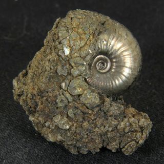 0.  9in (2.  4cm) Pyritized Ammonite Funiferites Jurassic Callovian Russian Fossil