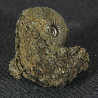 0.  9in (2.  4cm) pyritized Ammonite Funiferites Jurassic Callovian Russian fossil 2