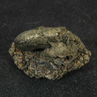 0.  9in (2.  4cm) pyritized Ammonite Funiferites Jurassic Callovian Russian fossil 3