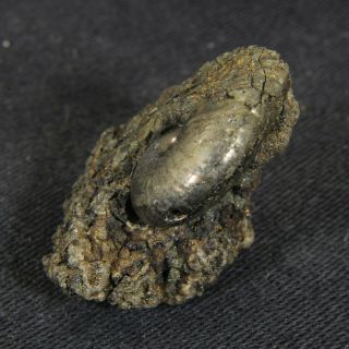0.  9in (2.  4cm) pyritized Ammonite Funiferites Jurassic Callovian Russian fossil 4