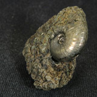 0.  9in (2.  4cm) pyritized Ammonite Funiferites Jurassic Callovian Russian fossil 5