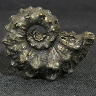 1.  1in (2.  7cm) Pyritized Ammonite Kosmoceras Jurassic Callovian Fossil Russia