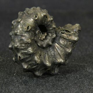 1.  1in (2.  7cm) pyritized Ammonite Kosmoceras Jurassic Callovian fossil Russia 2