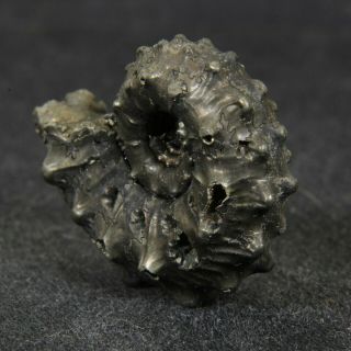 1.  1in (2.  7cm) pyritized Ammonite Kosmoceras Jurassic Callovian fossil Russia 4