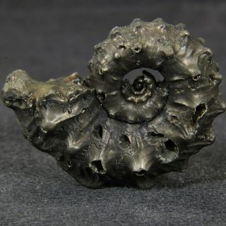 1.  1in (2.  7cm) pyritized Ammonite Kosmoceras Jurassic Callovian fossil Russia 5