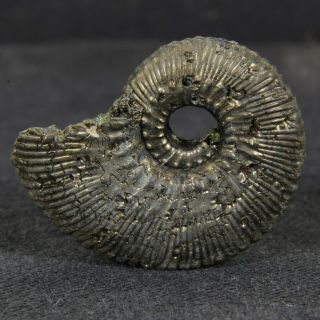 1in (2.  6cm) Pyrite Ammonite Kosmoceras Proniae Jurassic Callovian Russian Fossil