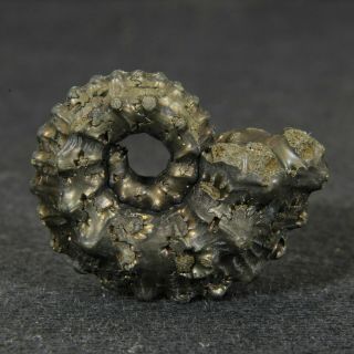 0.  8in (2.  1cm) Pyritized Ammonite Kosmoceras Jurassic Callovian Russian Fossil