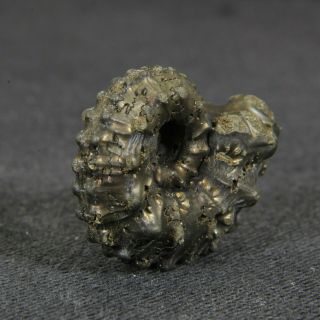 0.  8in (2.  1cm) pyritized Ammonite Kosmoceras Jurassic Callovian Russian fossil 2
