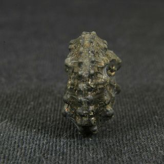 0.  8in (2.  1cm) pyritized Ammonite Kosmoceras Jurassic Callovian Russian fossil 3