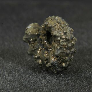0.  8in (2.  1cm) pyritized Ammonite Kosmoceras Jurassic Callovian Russian fossil 4