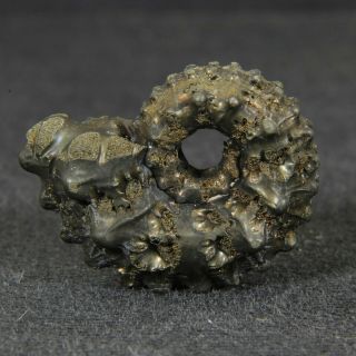 0.  8in (2.  1cm) pyritized Ammonite Kosmoceras Jurassic Callovian Russian fossil 5