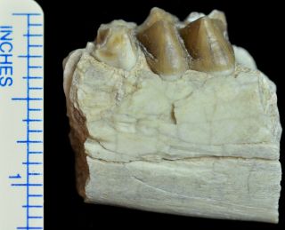 Oreodont Lower Tooth,  Merycoidodon Fossil,  Badlands,  S Dakota,  Oligocene,  O1115