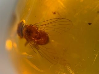 Unknown Big Hairy Fly Burmite Myanmar Burmese Amber Insect Fossil Dinosaur Age