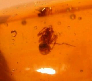 Spider With Water Bubbles In Authentic Dominican Amber Fossil Gemstone