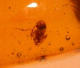Spider with Water Bubbles in Authentic Dominican Amber Fossil Gemstone 2