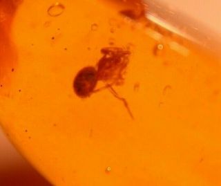 Spider with Water Bubbles in Authentic Dominican Amber Fossil Gemstone 5