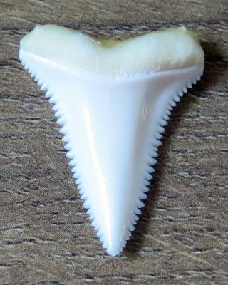 1.  166 " Lower Nature Modern Great White Shark Tooth (teeth)