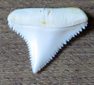 1.  123 " Upper Nature Modern Great White Shark Tooth (teeth)