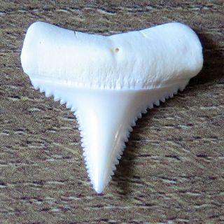 0.  947 " Lower Nature Modern Great White Shark Tooth (teeth)