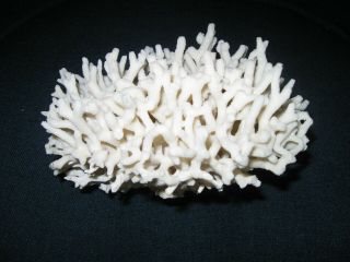 White Ocean Coral 7 " X 4 " - Great Natural Sculpture