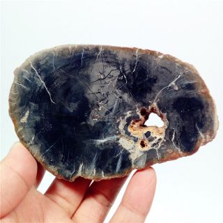 4 " 186g Natural Polished Black Petrified Wood Fossil Slice Display Madagascary521