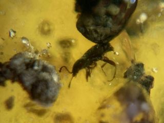 Unknown Beetle&muds Burmite Myanmar Burmese Amber Insect Fossil Dinosaur Age