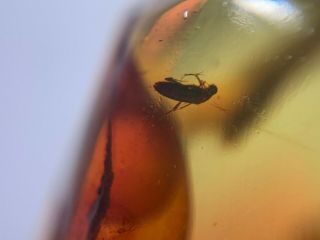 1.  1g beetle&wasp&plant Burmite Myanmar Burma Amber insect fossil dinosaur age 4