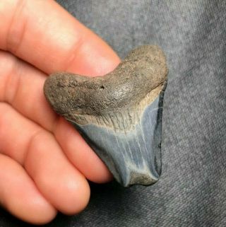 1.  65 " Megalodon Shark Tooth Teeth Fossil Sharks Necklace Jaws Jaw Meg