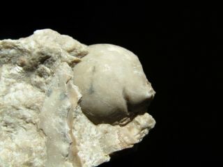 Top - Rare Trilobite.  Silurian.  Gotland - Sweden.  Nº J4