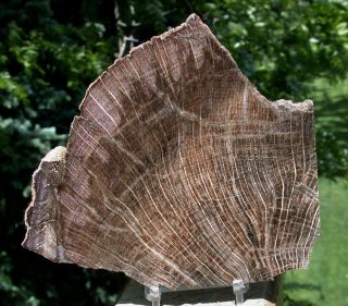 Sis: Immaculate Swartz Canyon Petrified Oak Specimen Slab From Oregon